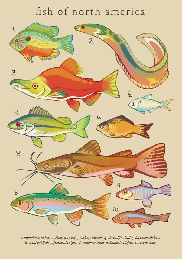 fish