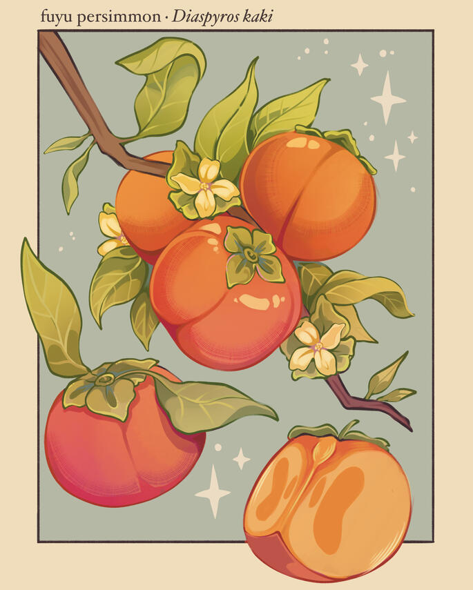 persimmon